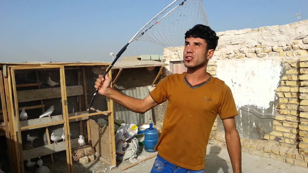 طيور حمر الديوانية 2015 احمد الخالدي