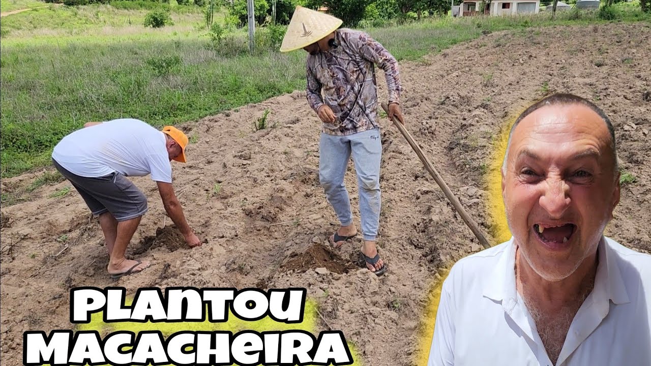 FRANCISCO PLANTOU MACHEIRA NA ROÇA