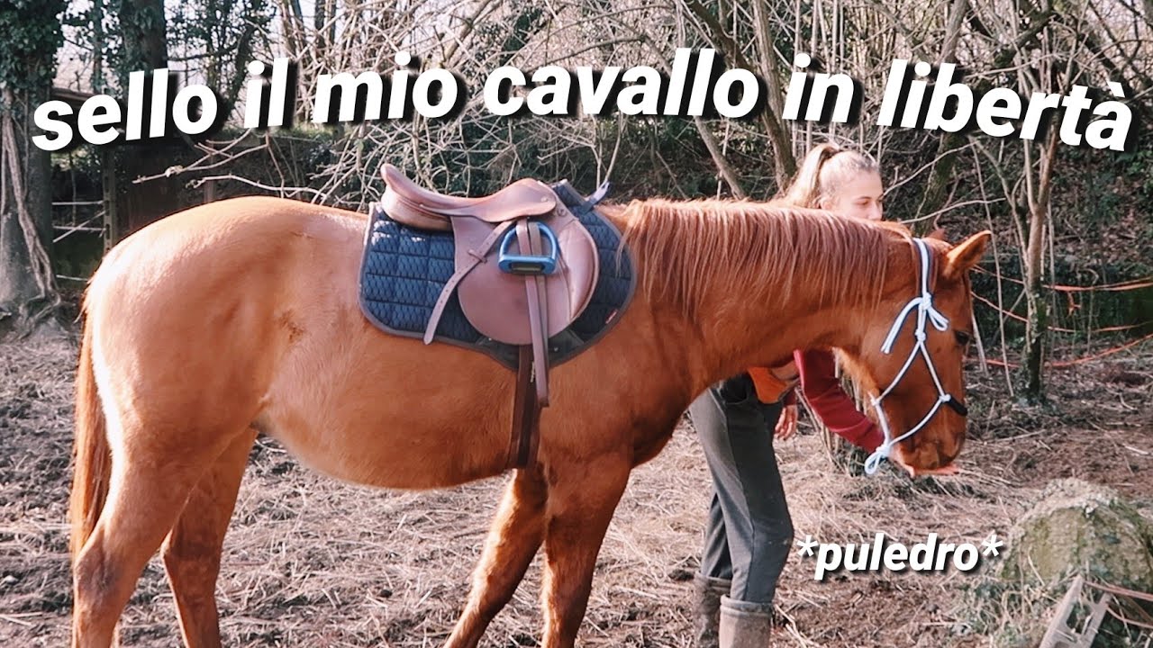 SELLARE IL CAVALLO IN LIBERTÀ con il mio PULEDRO STALLONE | RINFORZO POSITIVO | Sara Aventino