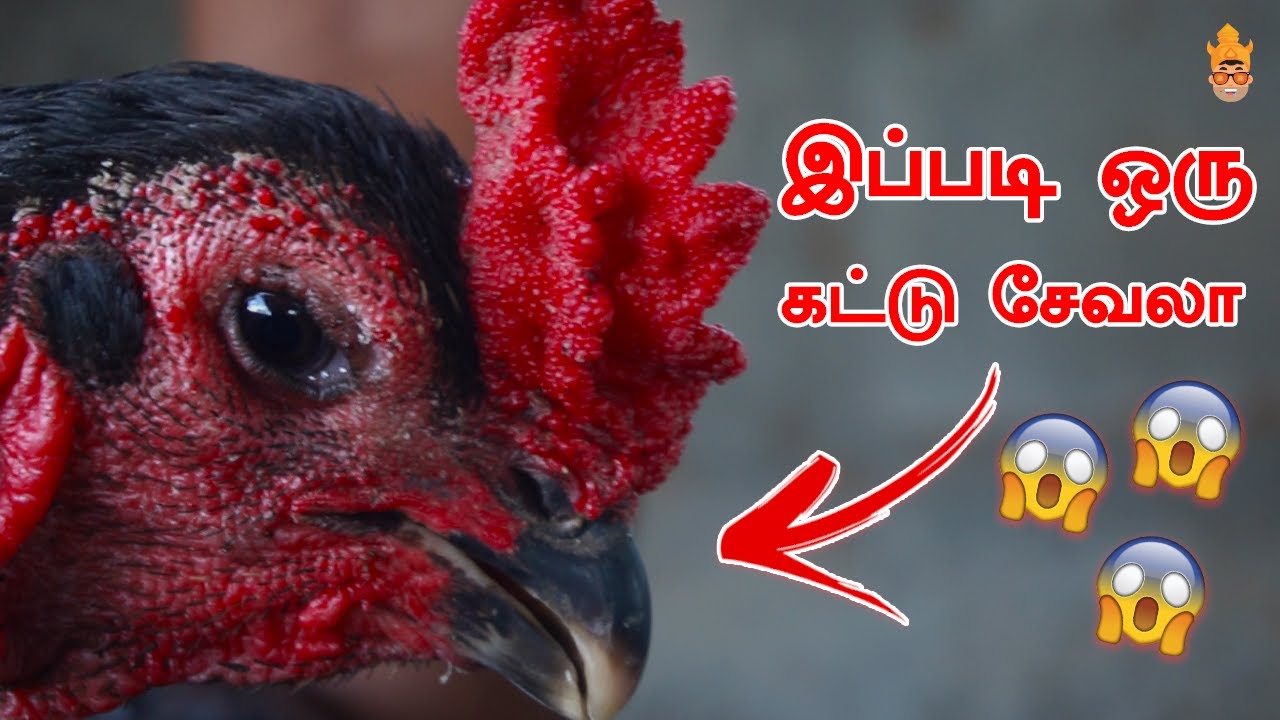 Kattu Seval Valarpu Murai | Sanda Kozhi | சேவலின் வகைகளை பற்றி தெளிவான விளக்கம் | Beard Foodie