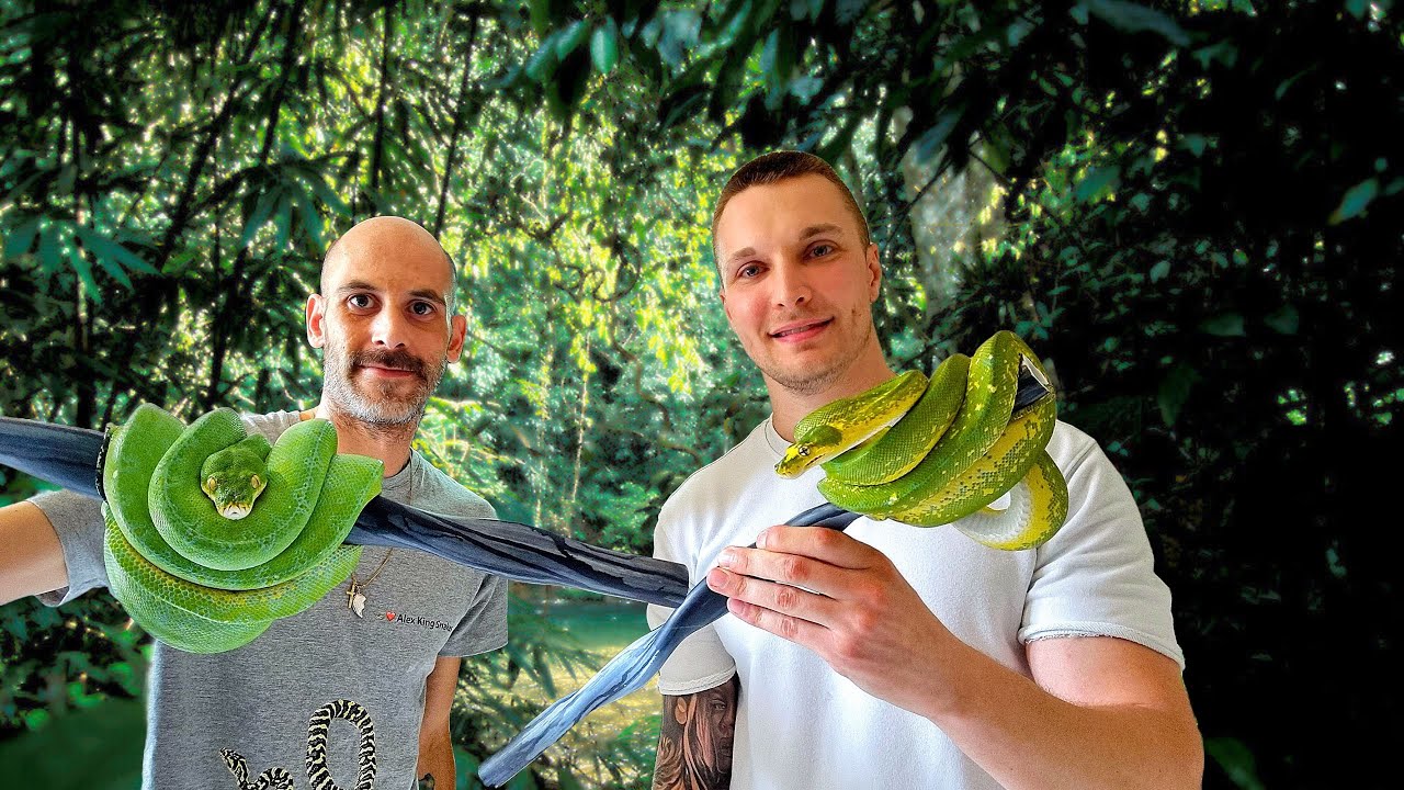 IL À DES MORELIA VIRIDIS DE OUF VISITE ABONNÉ