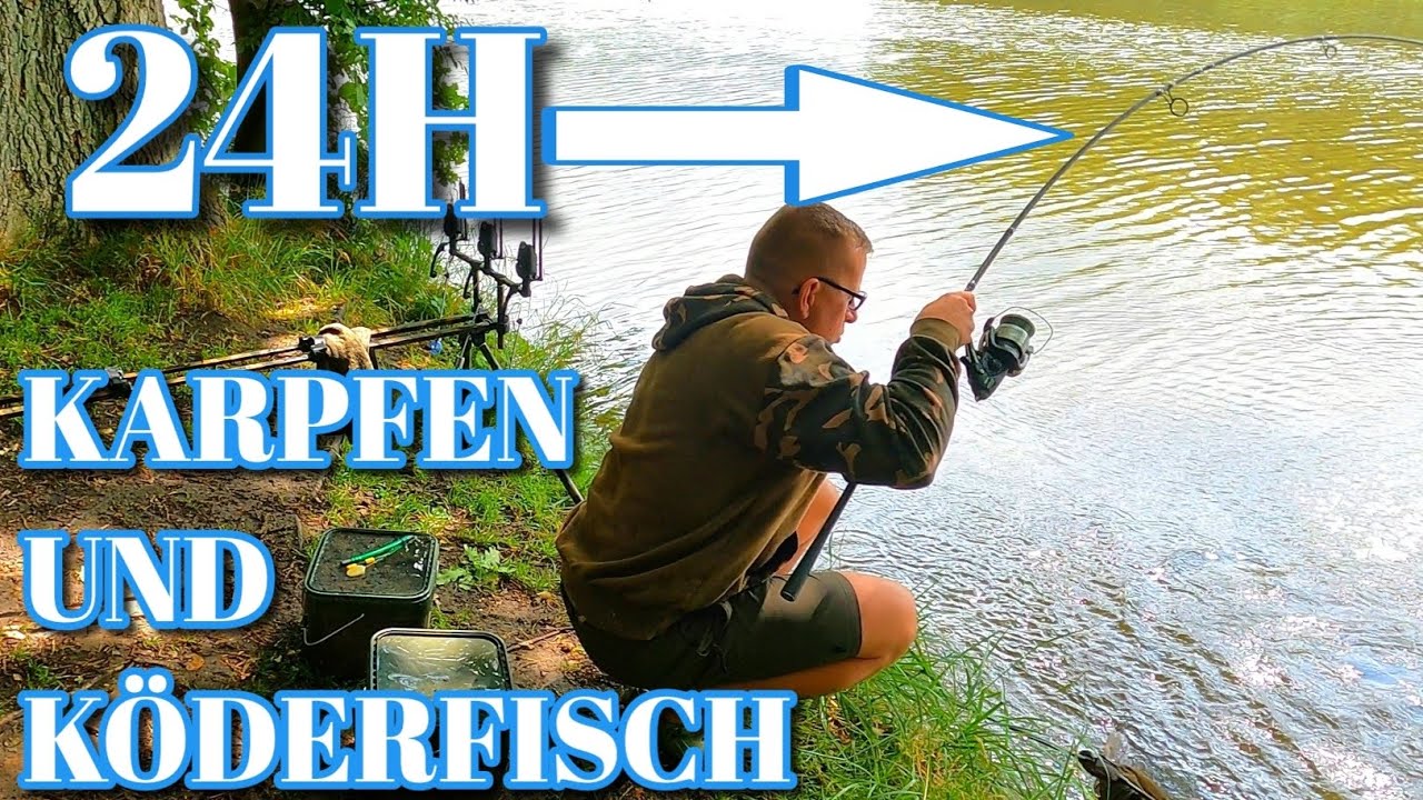 24 Stunden Vollgas auf Karpfen und Raubfisch. Köderfischangeln im Juli 2023