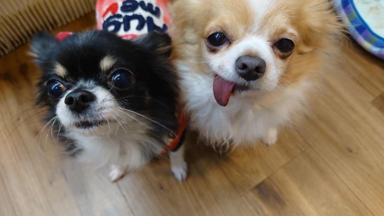 温もりカフェ保護犬卒業１１ 姫＆さく