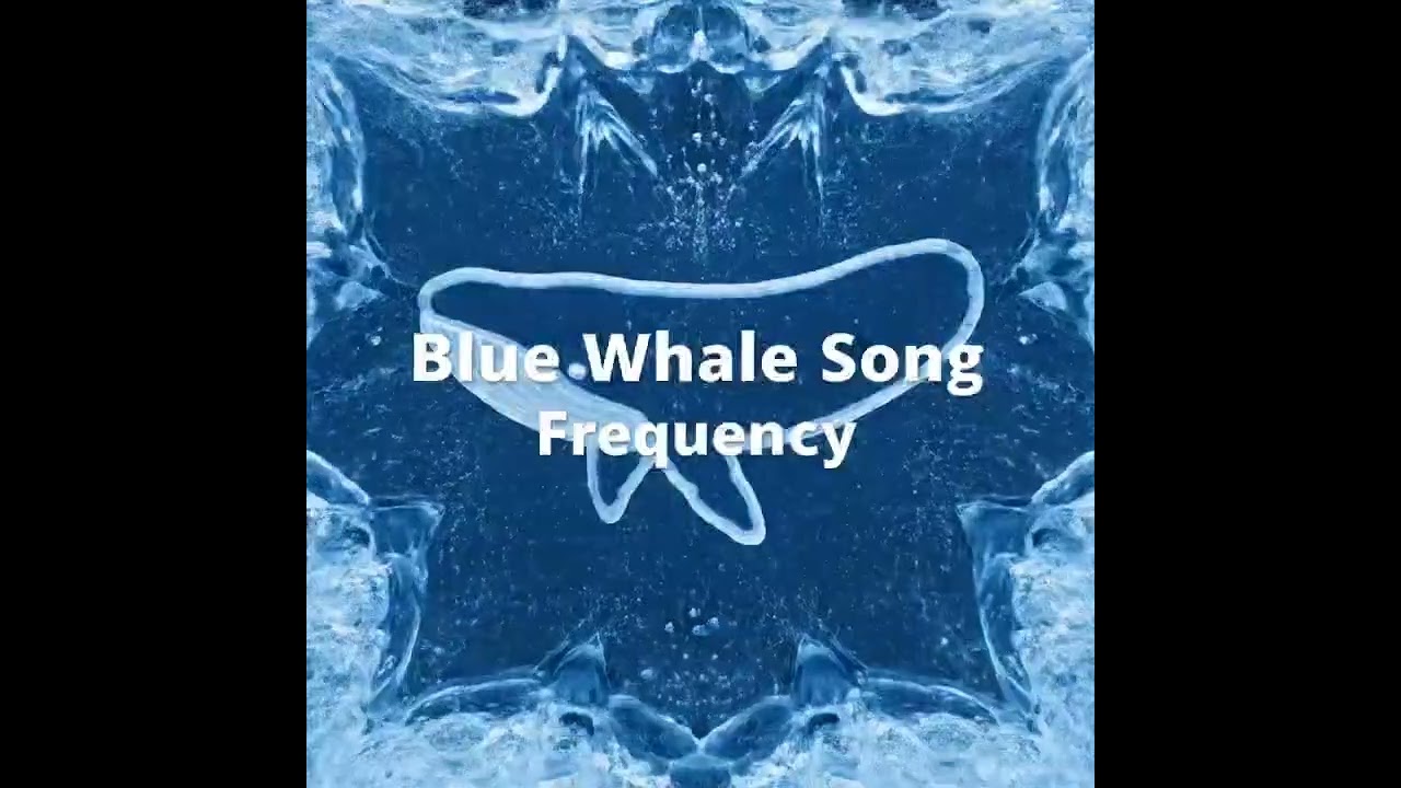 Seeing Sound: Blue Whale Frequency 🐋🌊 