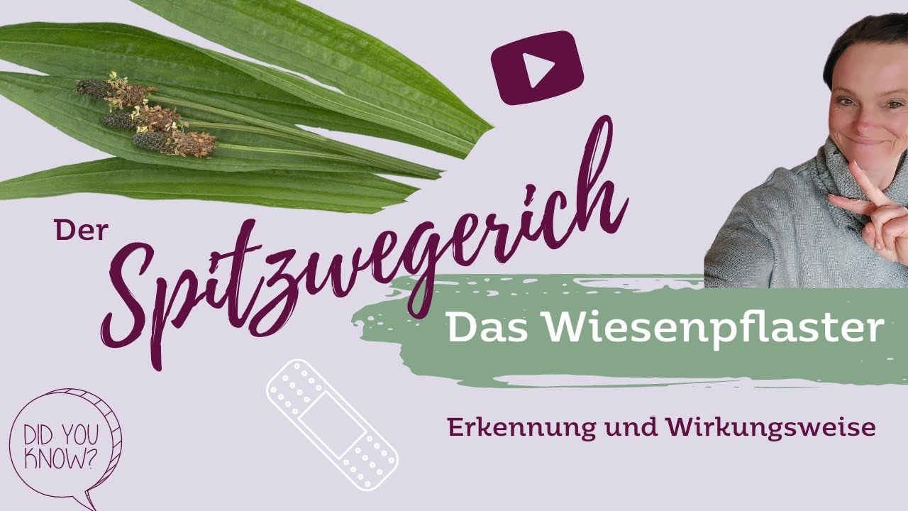 Der Spitzwegerich-Erkennung und Wirkungsweise