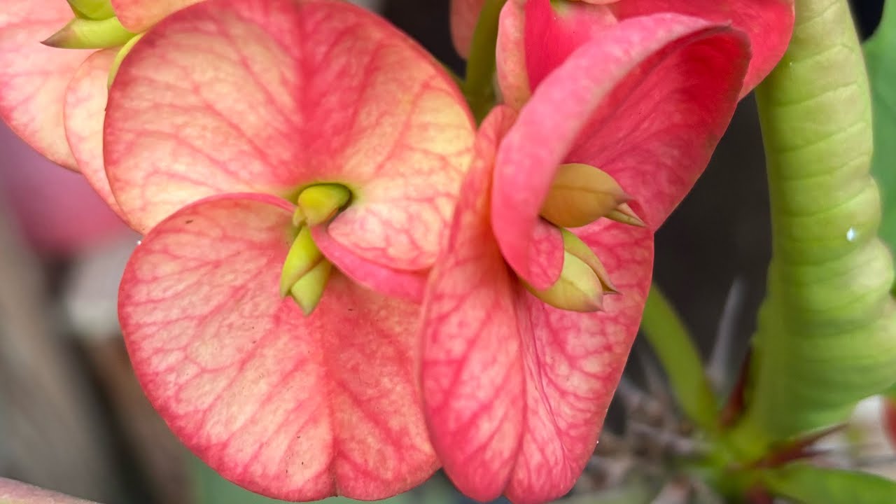 Gran variedad de plantas 🌱 🌹 🌺