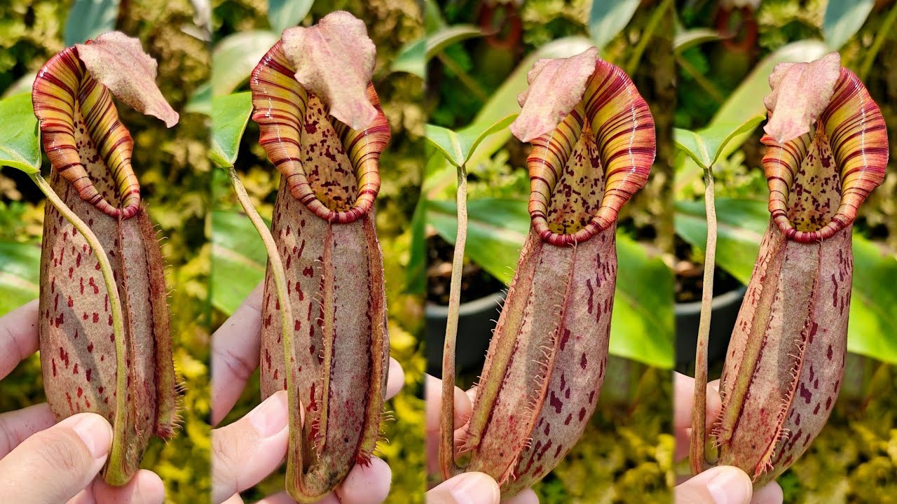 Nepenthes veitchii Bario Candy red x [(eymae x maxima) x platychila] 260117