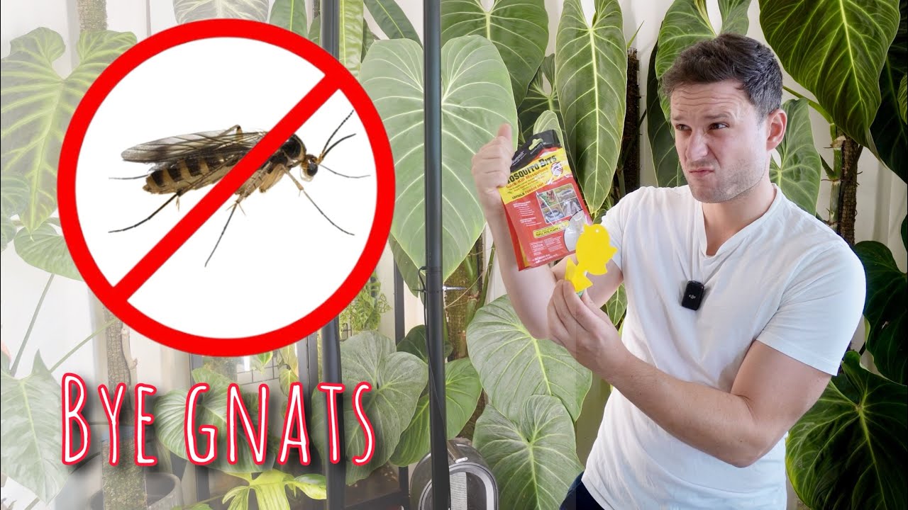 🦟Fungus Gnat Battle
