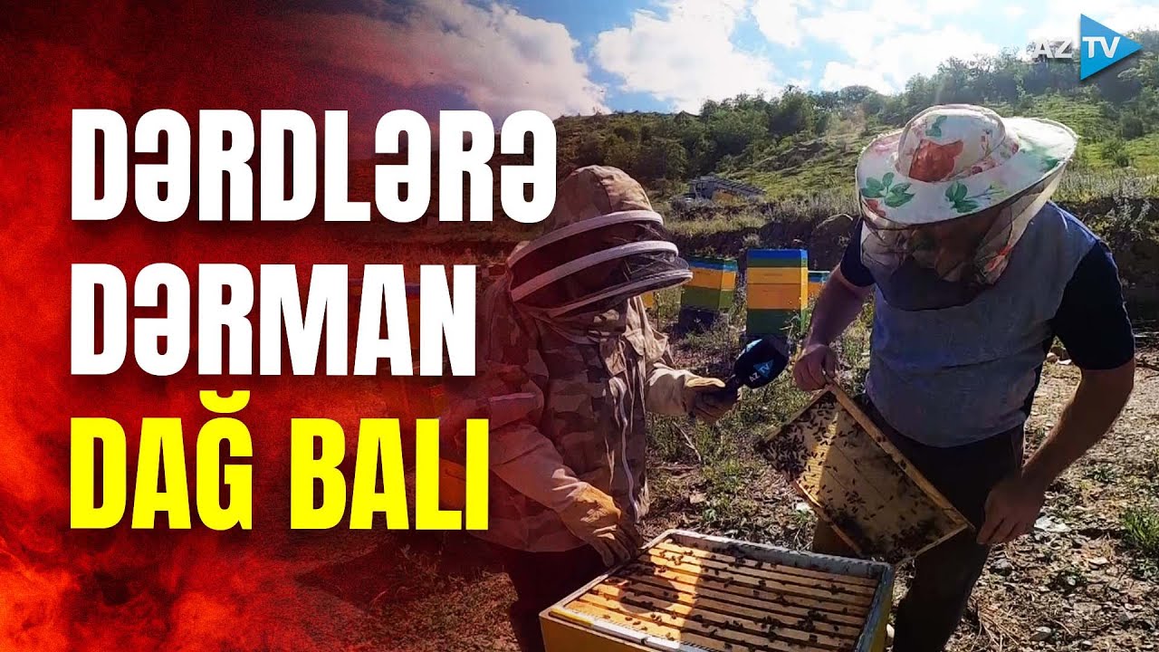 Minlərlə arı ailəsi Kəlbəcərdə: arıçılıq təsərrüfatından REPORTAJ
