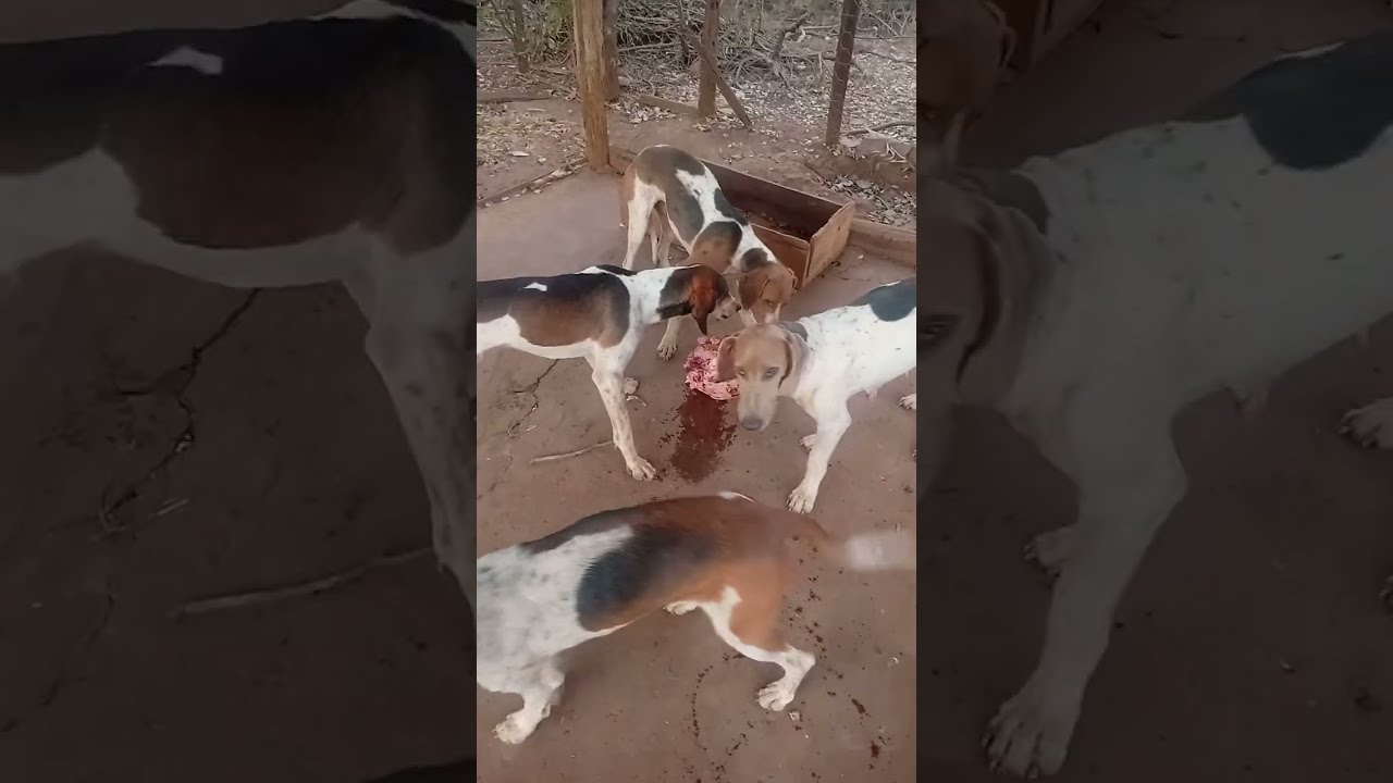 Ca&ccedil;a ao veado 🦌 terra seca #caca #animals #caesdetrabalho #foxhound #javali 