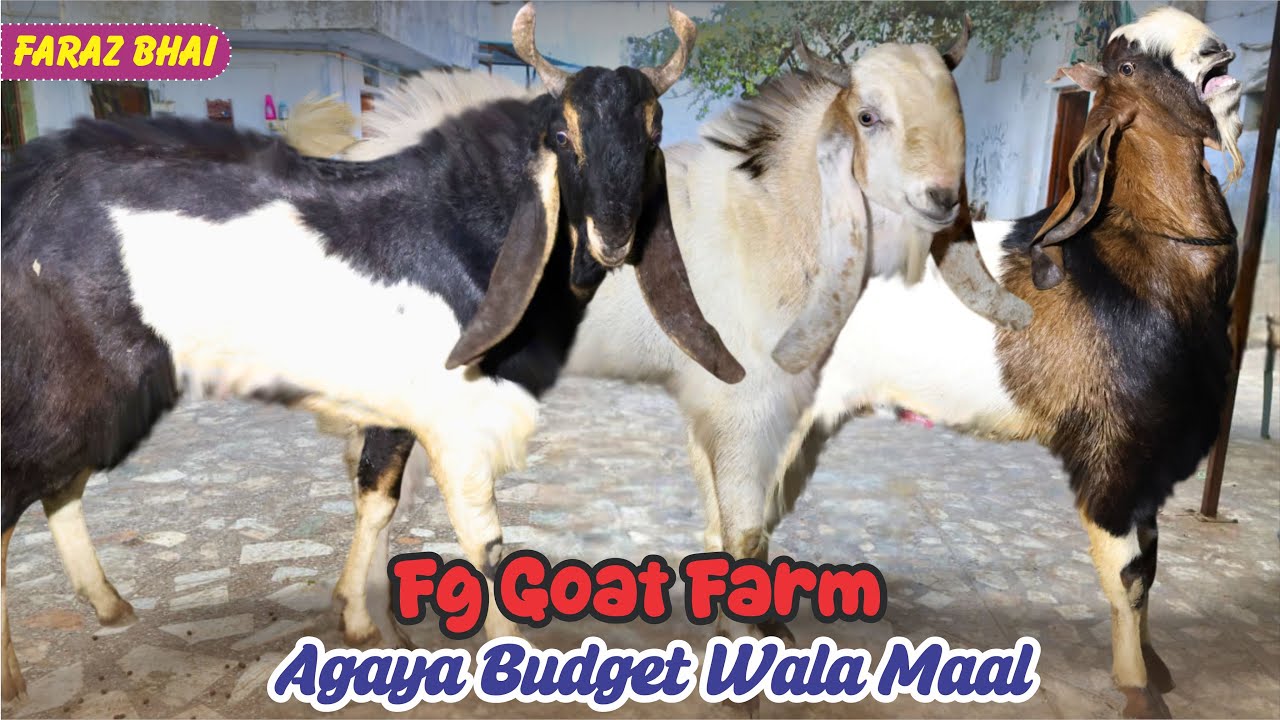 Agaya Budget Wala Maal Kota At FG Goat Farm