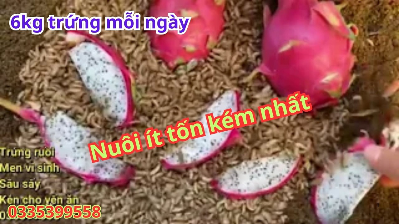 Nuôi ruồi lính đen heo kiểu này là ít tốn kém nhất