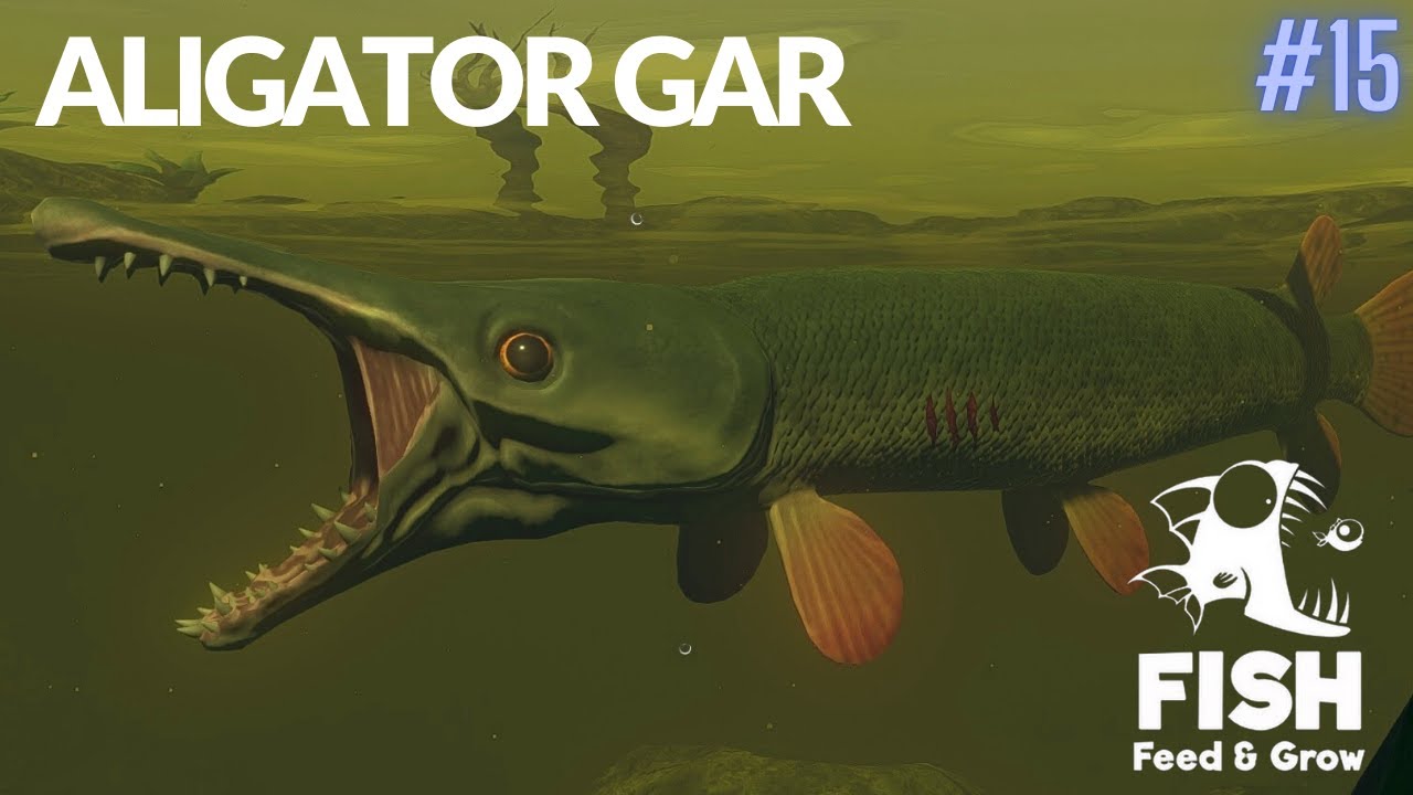 Feed And Grow Fish : Aligator Gar