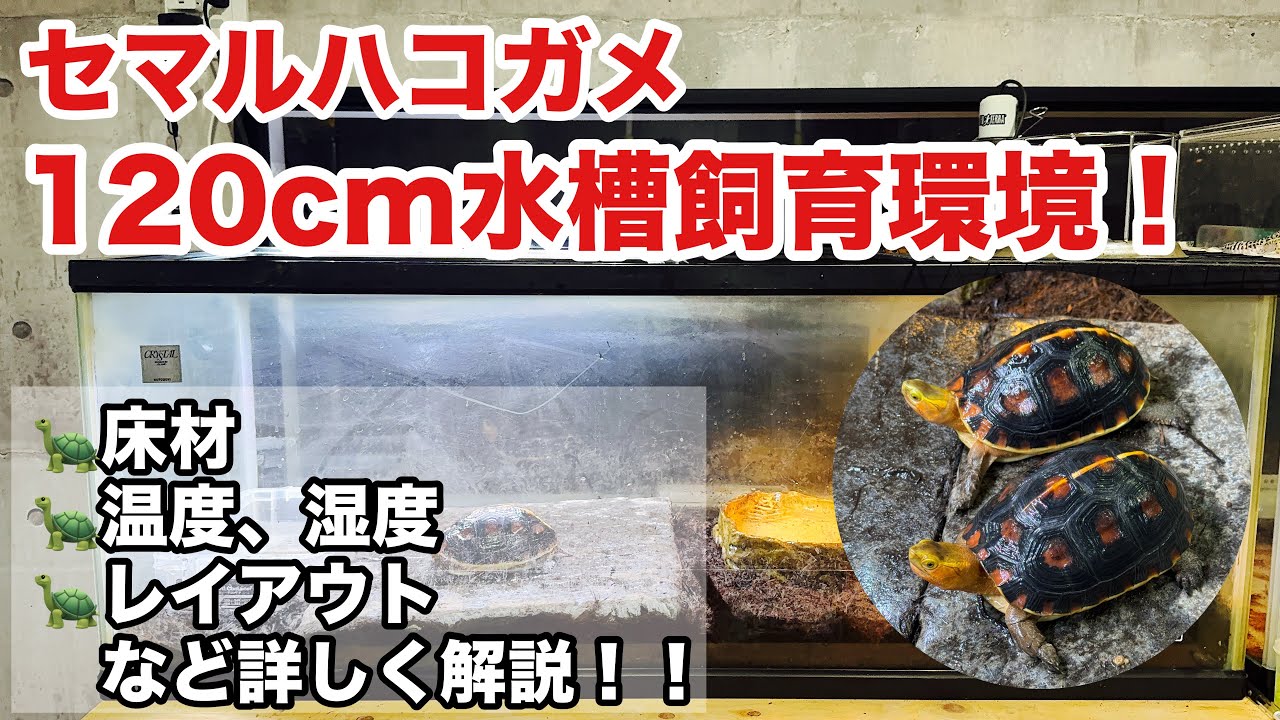 チュウゴクセマルハコガメ、大型水槽での飼育環境紹介！