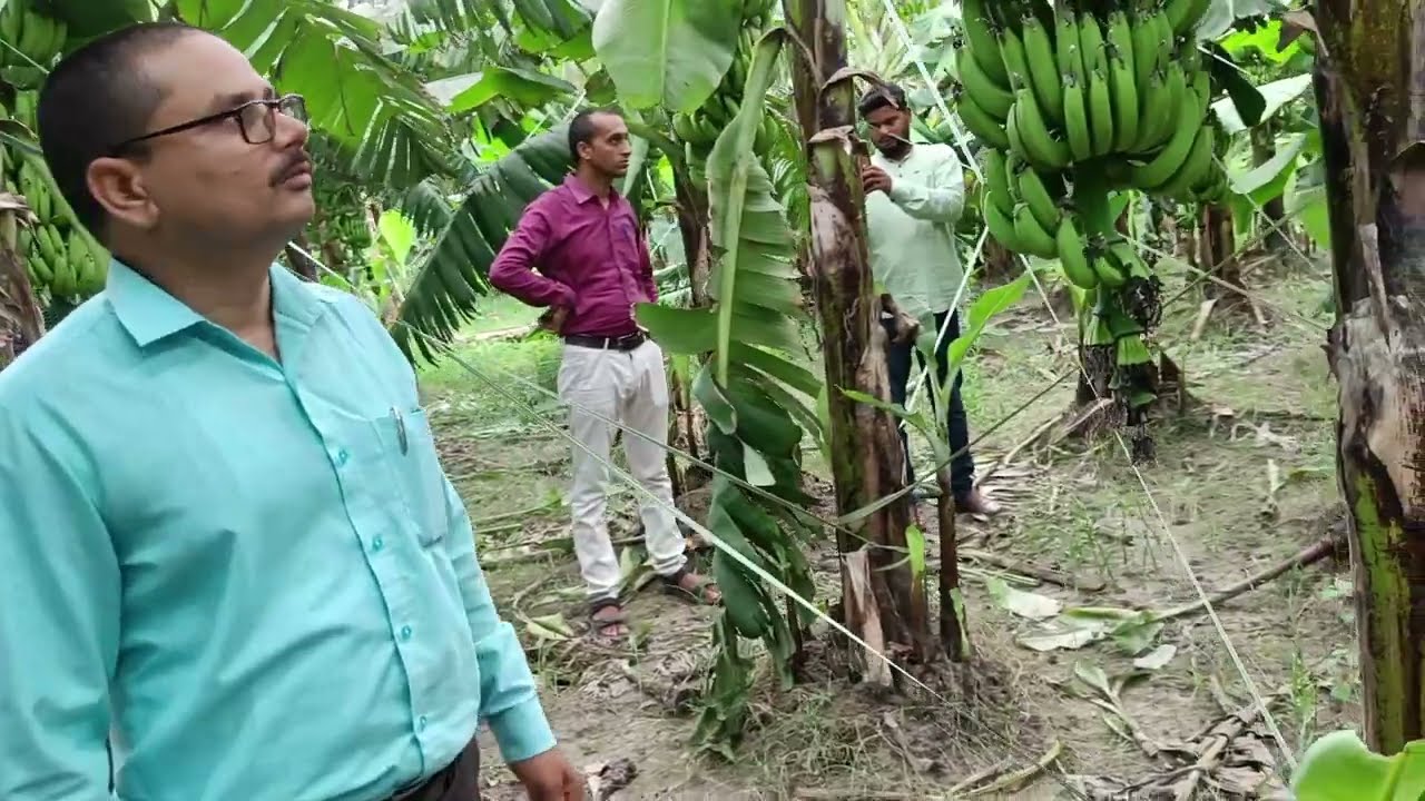 केला की खेती से लाखों कमाओ। Earn more money from banana farming.. #horticulture #banana #agriculture