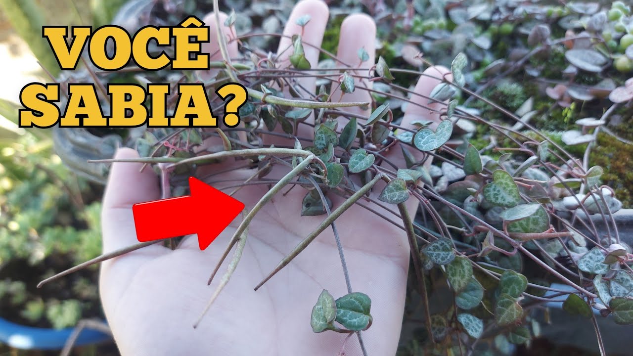 🌺 Isso POUCAS pessoas SABEM sobre o CORAÇÃO EMARANHADO! 🌱 Você vai ficar ENCANTADO 🤗