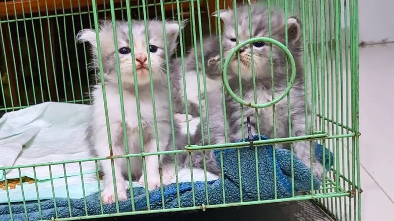 Kitten wants to escape from cage but is too scared