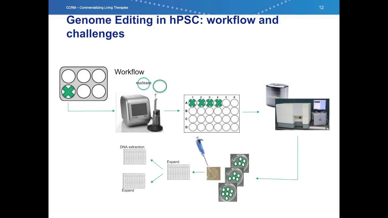 Genome engineering to introduce a fluorescent reporter into HPSCs to study cardiac disease