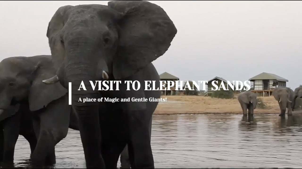 A visit to Elephant Sands in Botswana, Interview with Saskia.