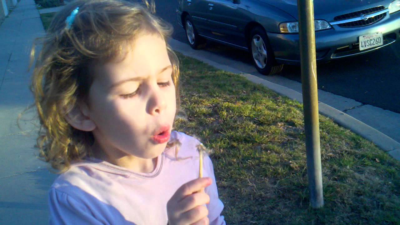 Dandelion