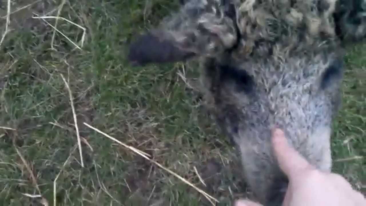 pet wild boar