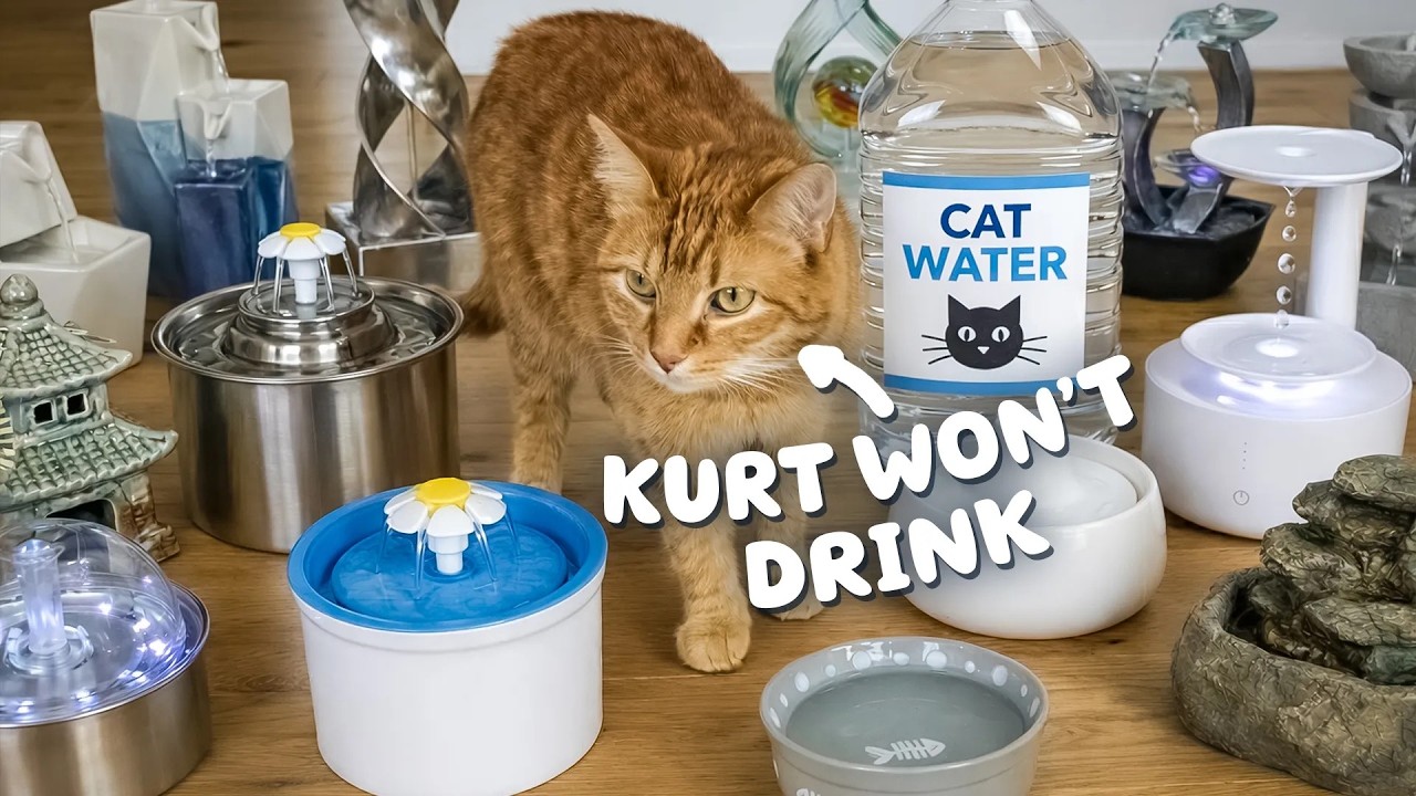 My Cat Refuses to Drink Water... So I Tried Everything