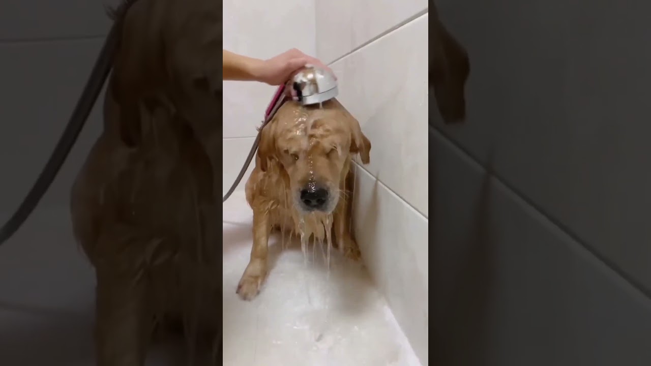 funny dogs bathing 🐕 🐶 🐾  