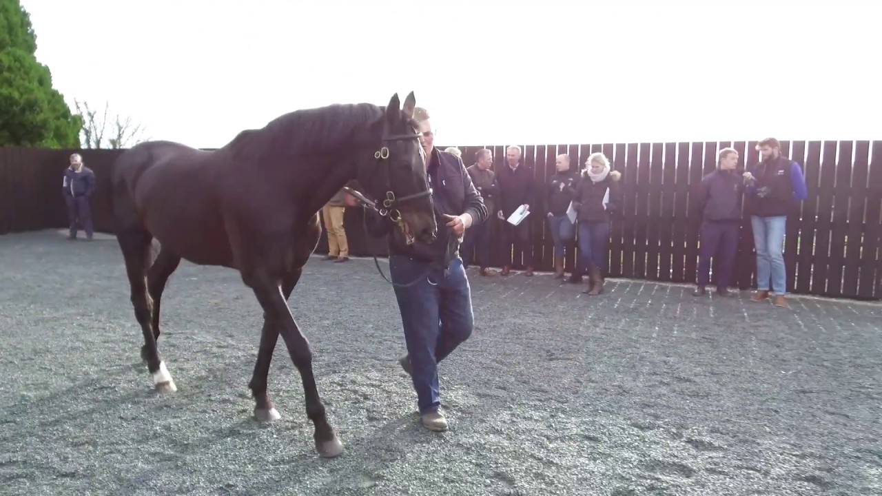 Glenview Stud - Presenting - Irish Stallion Trail 2017