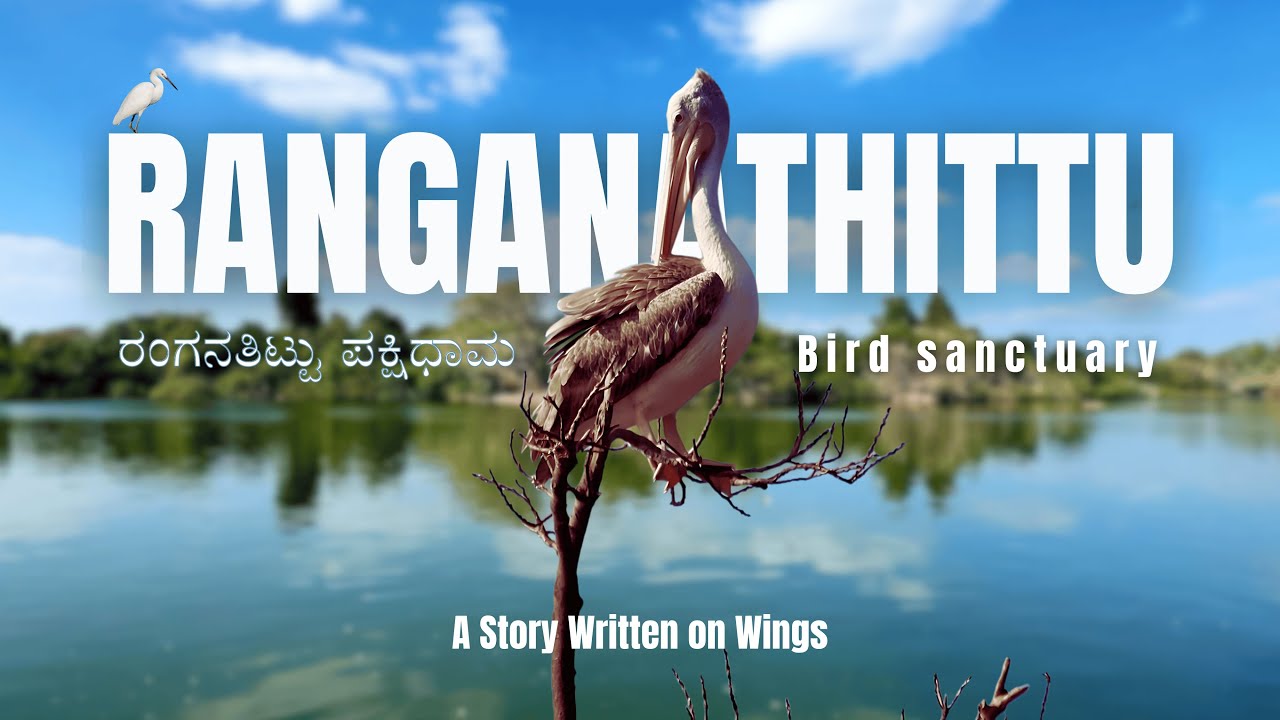 Ranganathittu Bird Sanctuary | Migratory Birds & Crocodiles I Mysore I Karnataka I #Wildlife #tour