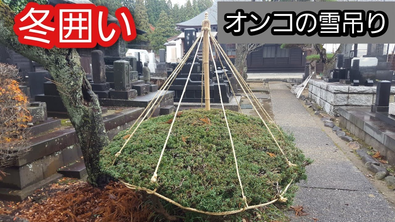 オンコの雪吊り