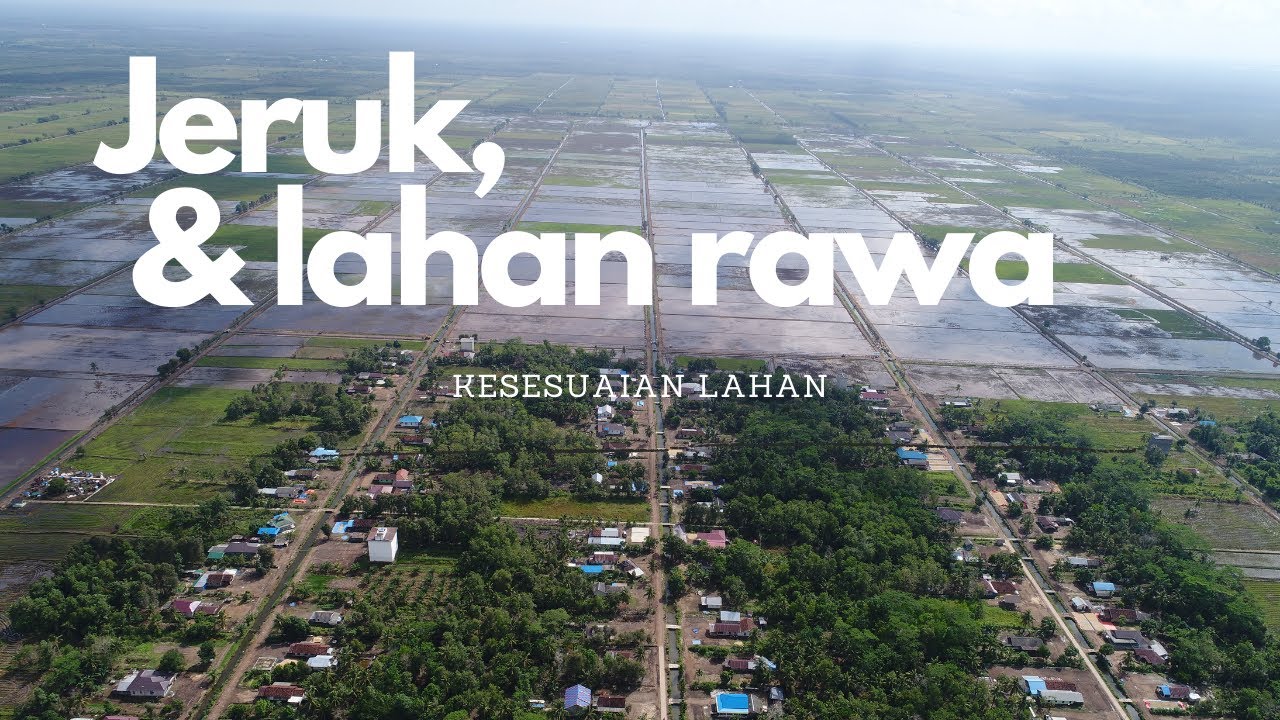 Food Estate: Kesesuaian Tanaman Jeruk di Lahan Rawa Tipe B