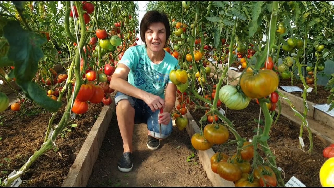 Обзор томатов из Проекта Гном Томатный(Dwarf Tomato Project) в теплице. Сезон 2022. Седьмое августа.