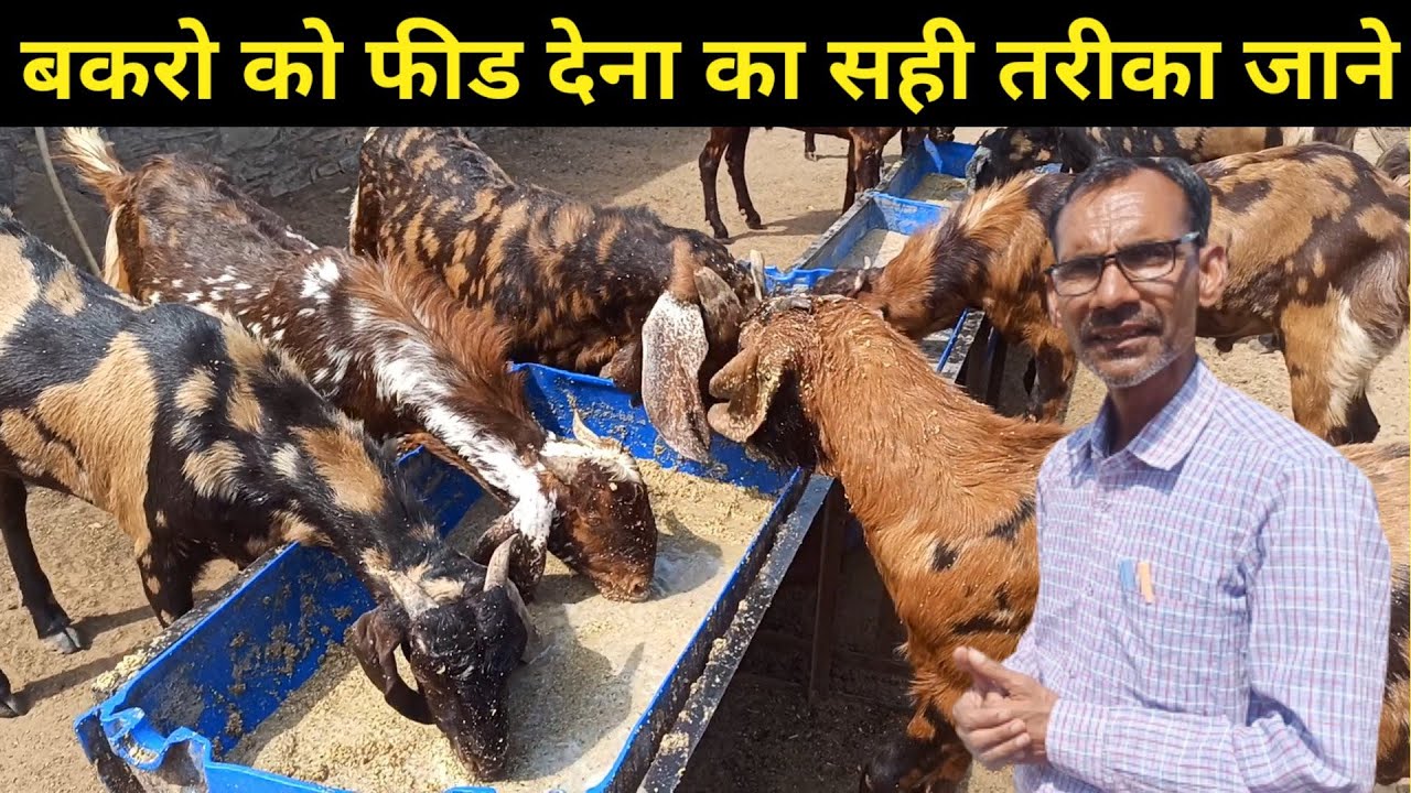 farm per kese feed khilaye bakre bakriyo ko pure din ka rutin bakro ka vajan kese badhaye