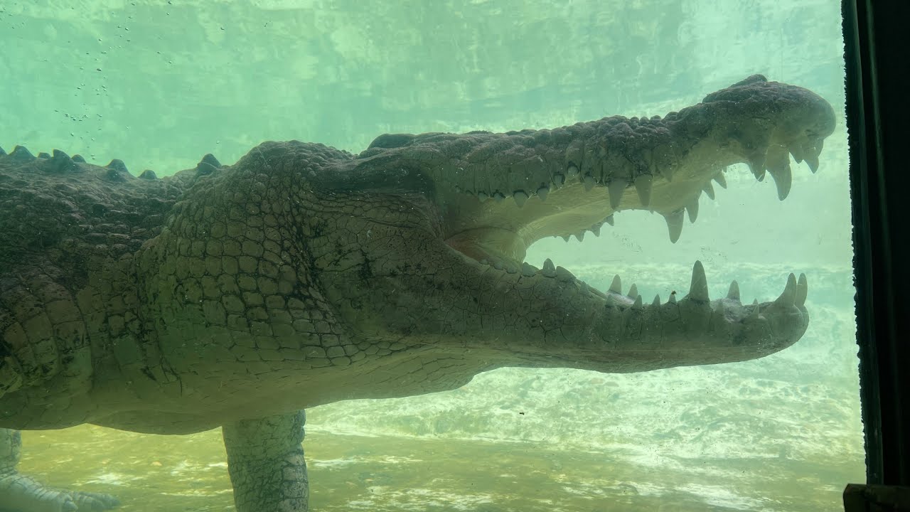 Crocodiles Swimming Fast Compilation
