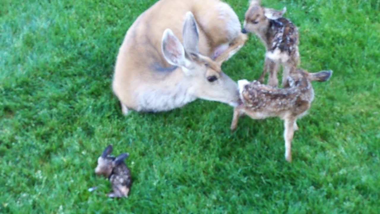 Deer Triplets - I