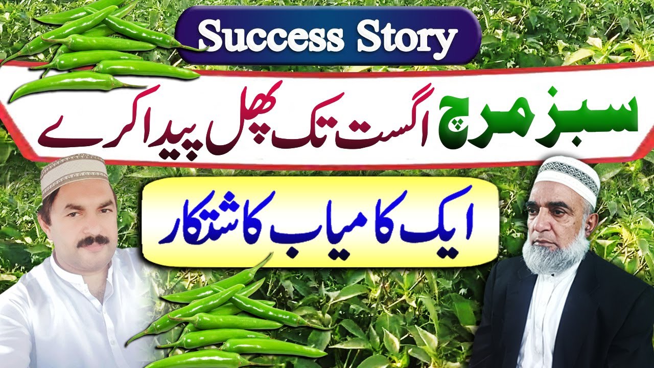 Success story of a Chilli grower of Mailsi || Crop Reformer