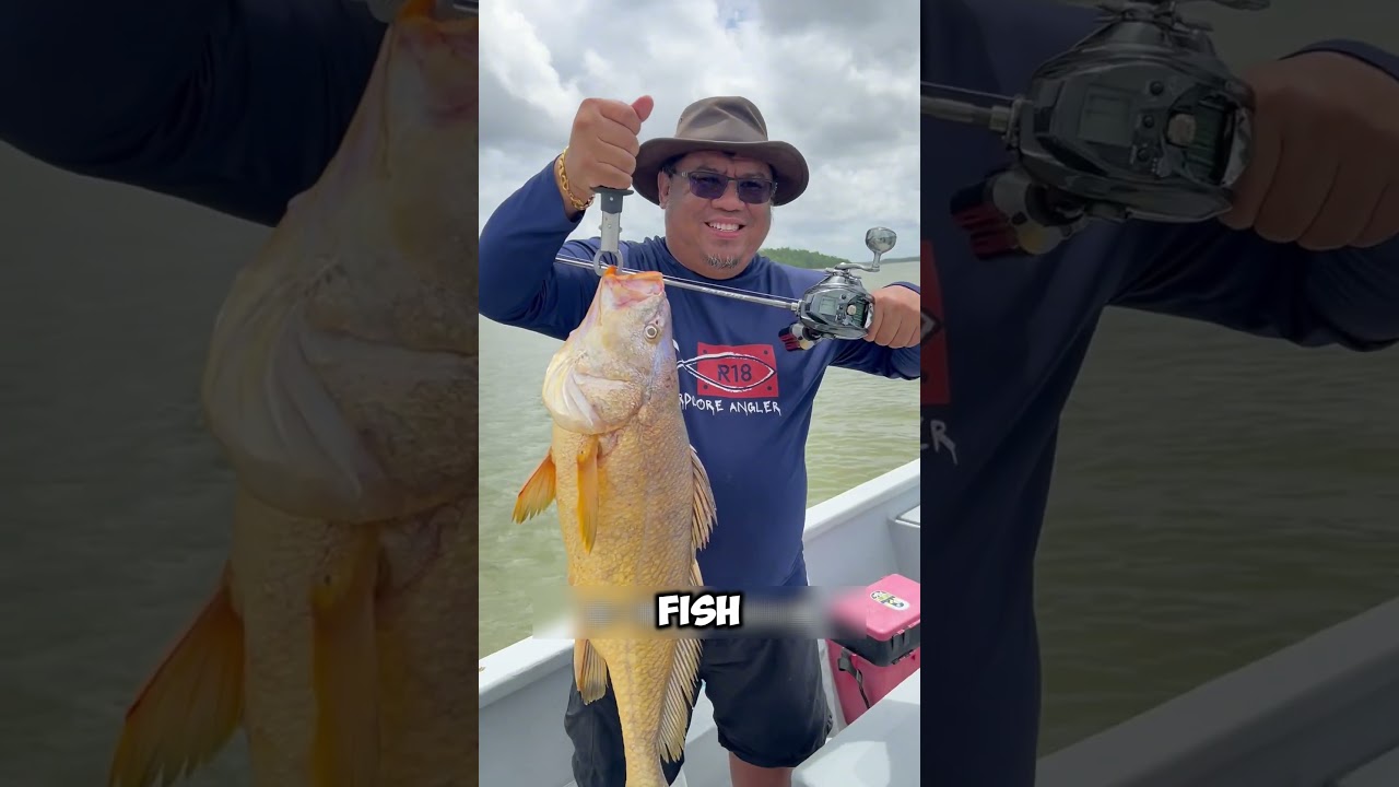Why Fish Maw Is Called the &lsquo;Ocean Gold&rsquo;