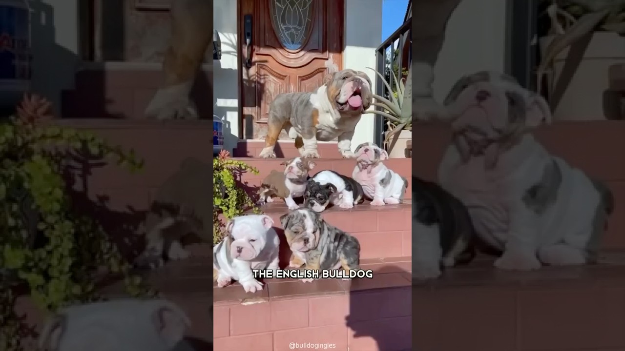 English Bulldog 🐶 One Of The Laziest Dog Breeds In The World #shorts
