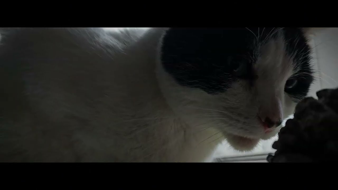 A Cinematic Cat Video
