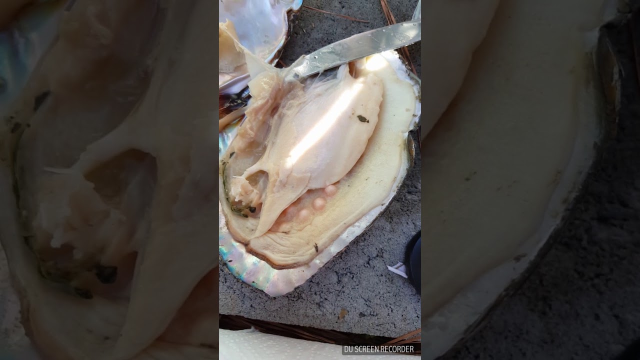 Take2: Big freshwater oyster with 20+ pearls inside!!!