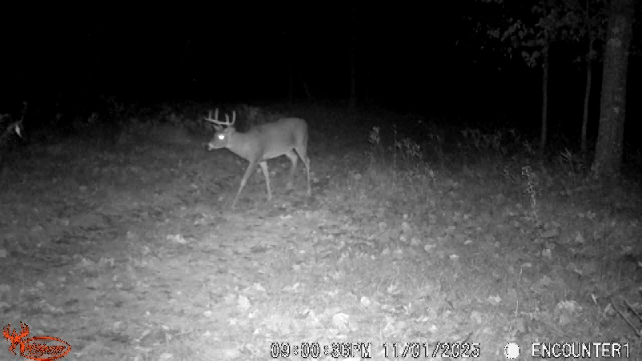 2025 Central Wisconsin November trail cam