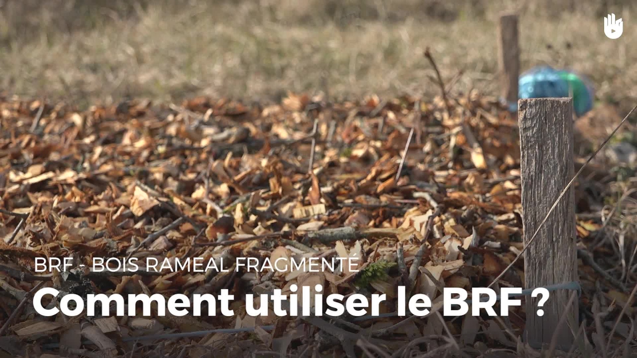 Comment utiliser le BRF (Bois Raméal Fragmenté) | Agriculture durable