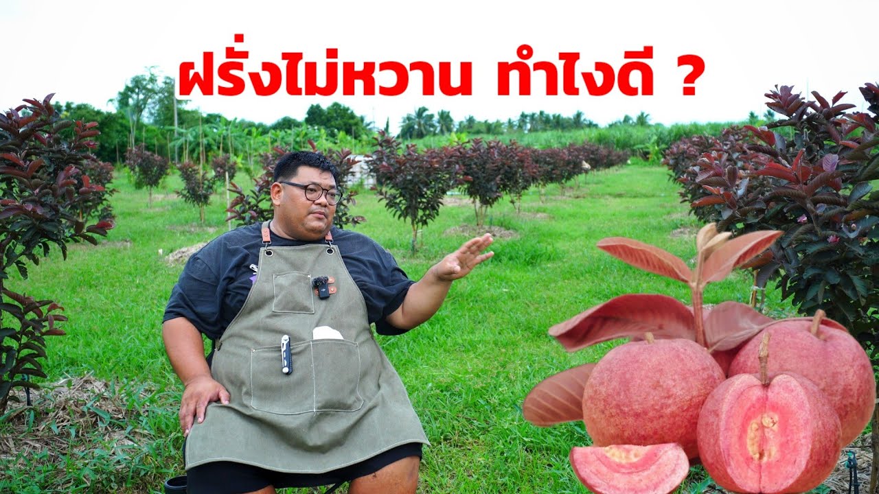 สาเหตุฝรั่งไม่หวาน ? ทำไงดี | พี่ต้อม เกษตรปลอดสารพิษ
