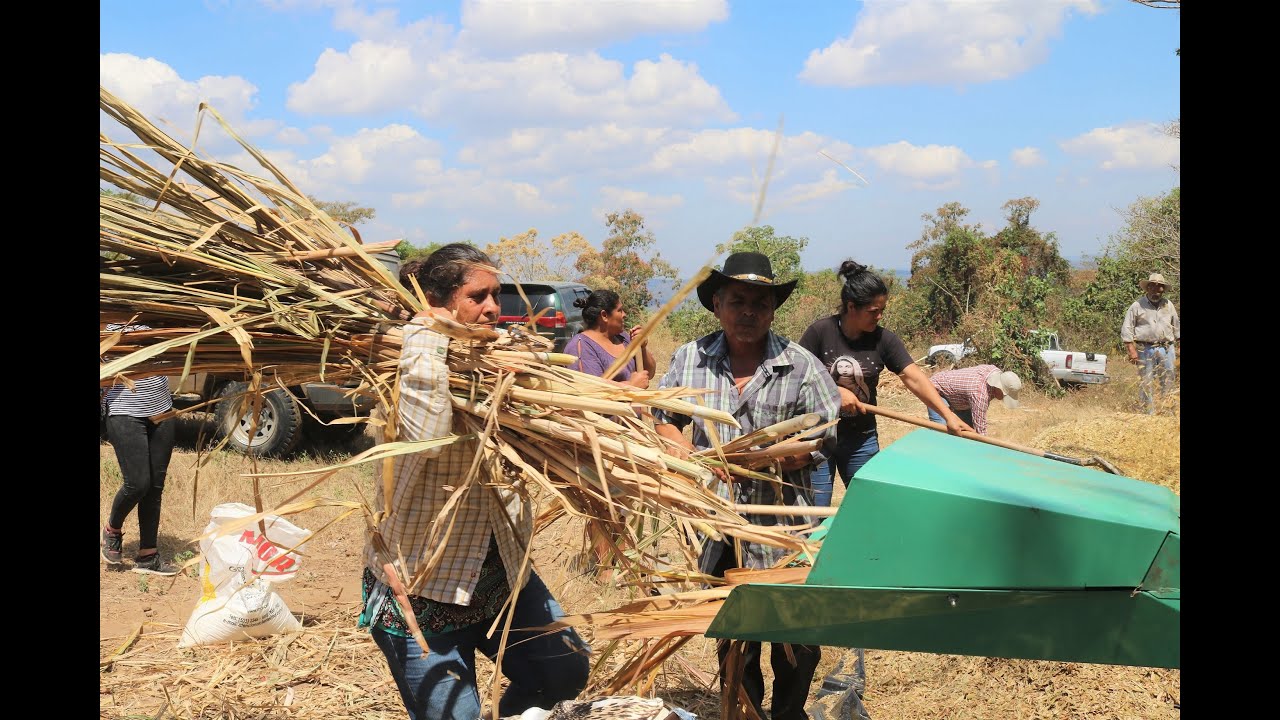 PRODUCTORES APROVECHAN EL COGOLLO DE CAÑA DE AZÚCAR PARA PREPARAR ENSILAJE