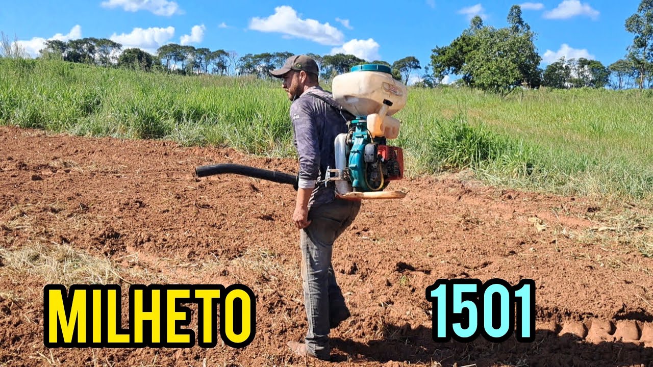 Dia de planta milheto brs 1501
