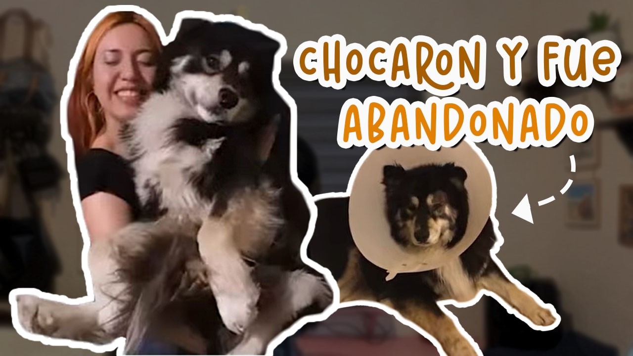 Iba el día tranqui en mi taller hasta que recordé a Rocco🐶🥺