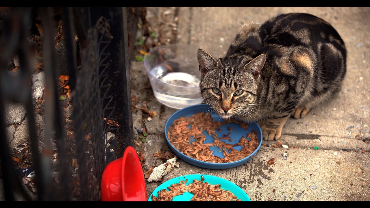 Kitten Season - NYC Stray & Feral Cat Documentary