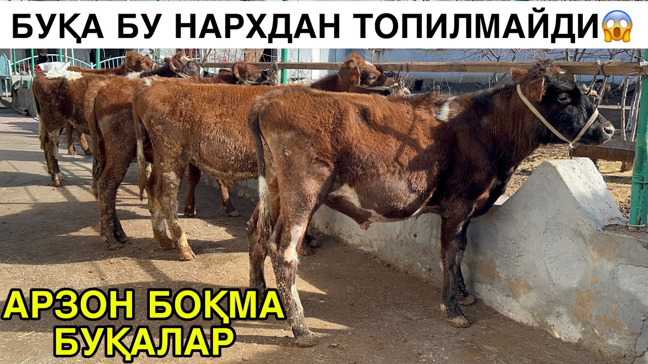 ЖУМА АКСИЯСИ БОШЛАНДИ. ☎️+998914653600 ☎️+998976773600