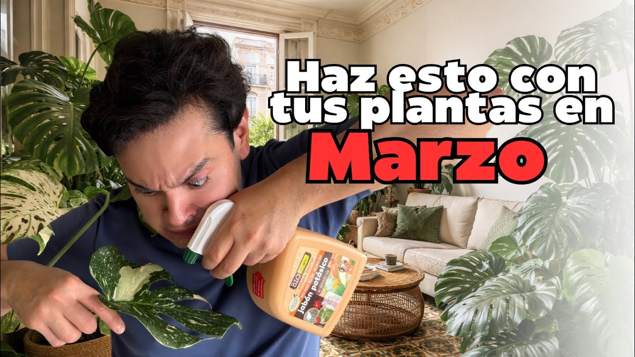 Plantas de interior en primavera: errores de marzo que pueden arruinar tu jungla urbana