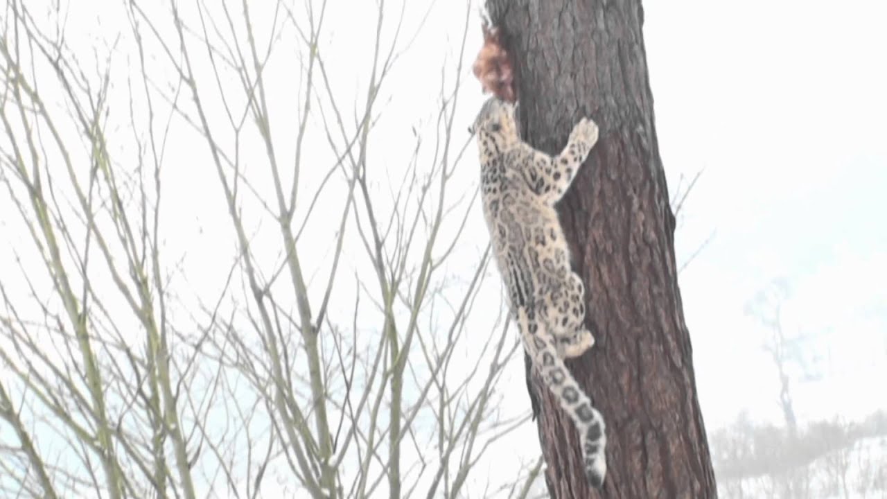 Snow Leopard climbing tree HD